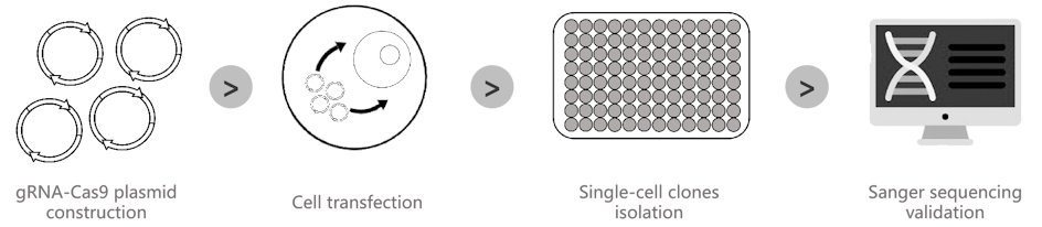 KO Cell Line Generation Vitro Biotech