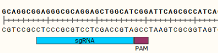 KO cell line validation