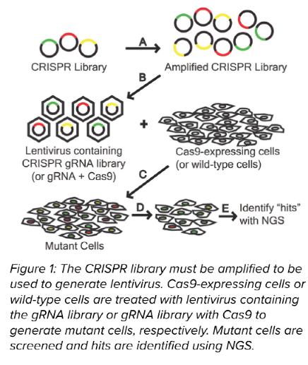 gRNA lentivirus library infect Cas9 stable cells