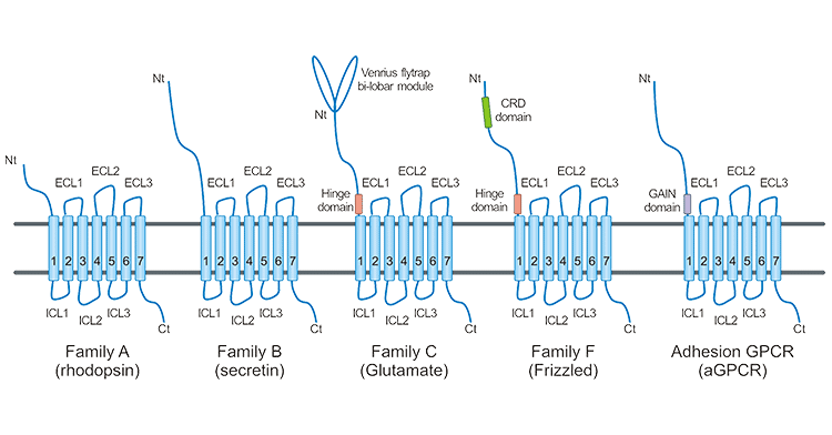 GPCR targets stable cell lines