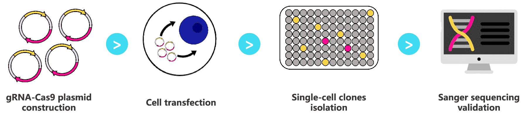 KO cell line workflow