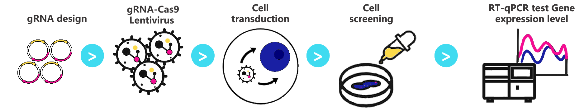 CRISPRa stable cell line workflow