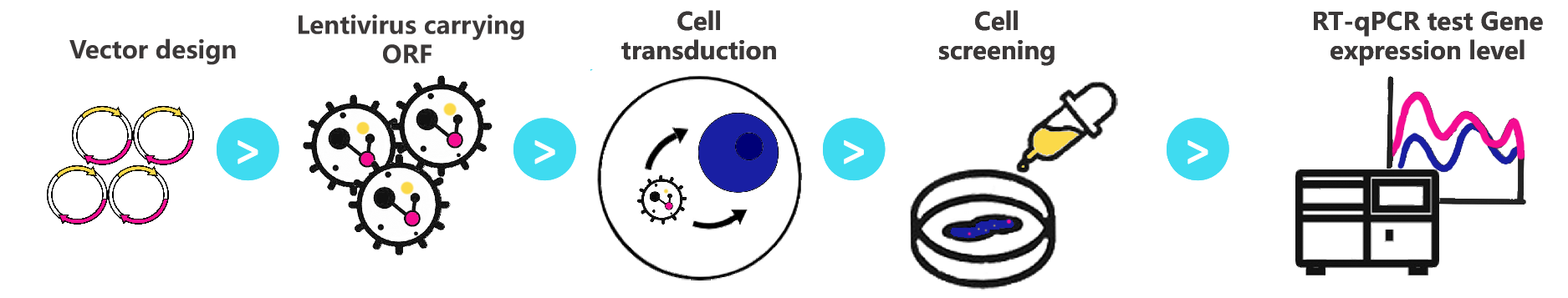 Stable cell line generation workflow