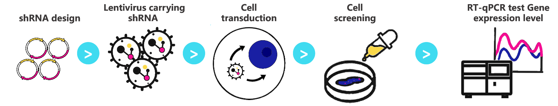 Knockdown cell line workflow