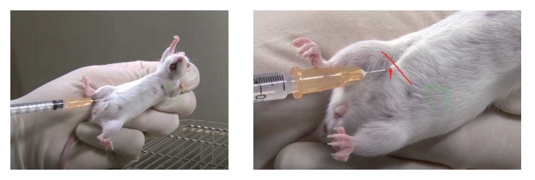 Intraperitoneal Injection (IP) in mice