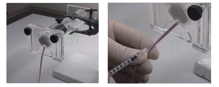 Intravenous Injection (IV) in mice