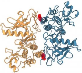 Weak Spot of Lung Cancer Protein Uncovered